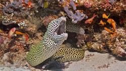 Kuredu and Komandoo Island - Maldives. Dive Centre diving - Moray eel.